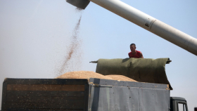 Экспорт пшеницы из России упал из-за ценовой конъюнктуры
